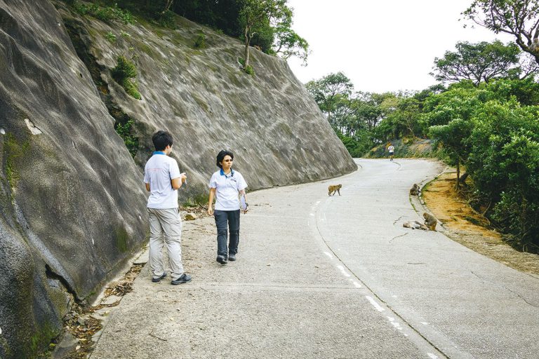 黃潔婷和同僚會模仿野猴
的叫聲，吸引牠們聚集。