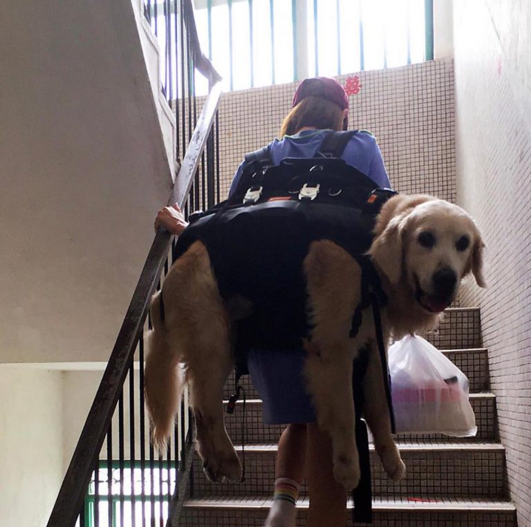 【係愛呀】咪神李旻芳揹60磅愛犬行樓梯：做運動不知幾好