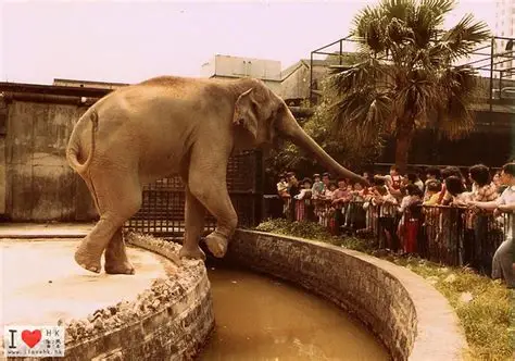 大半個世紀前，香港曾有私人營運的動物園「荔園」，園內曾有一頭大象，後來動物園土地另作其他用途。(網上圖片)