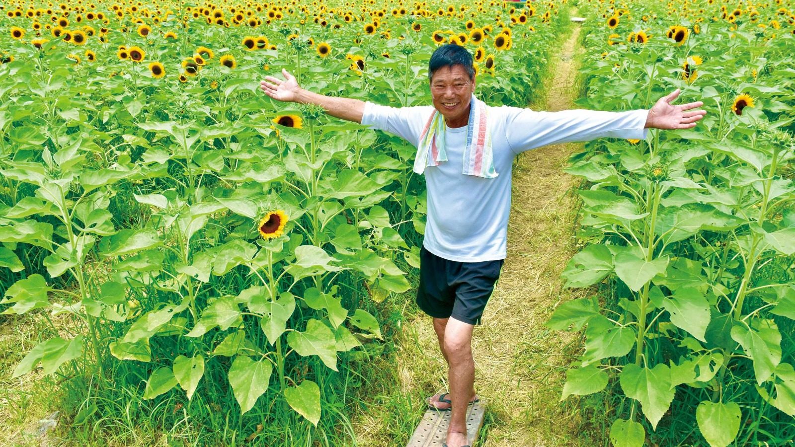 【北都發展】歷經風雨屹立不倒  最終難敵發展收地  逾3萬呎向日葵花海  信芯園最後召集