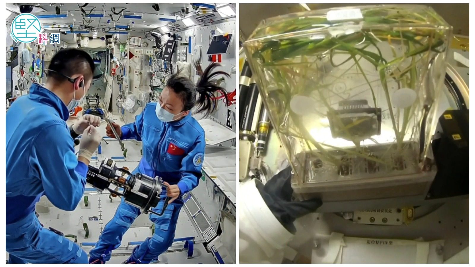 【堅有片】中國太空站「天宮」培養「太空水稻」實驗取得歷史性突破 黎家盈參與其中