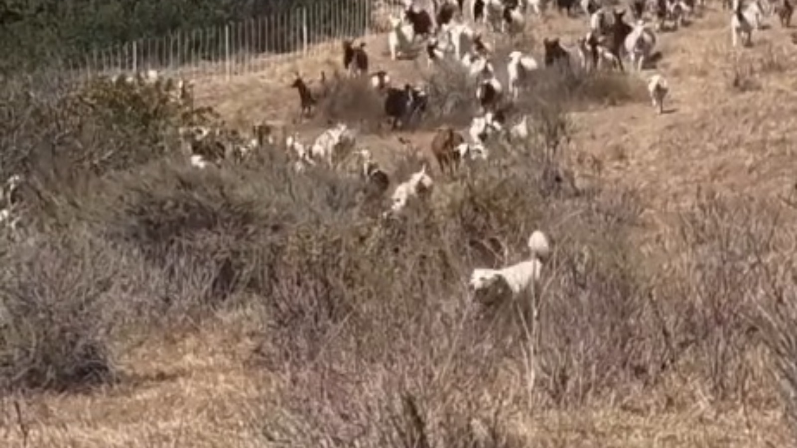 【堅有片】救援直升機無處降落　牧羊犬極速趕走羊群獲讚「Good Boy」