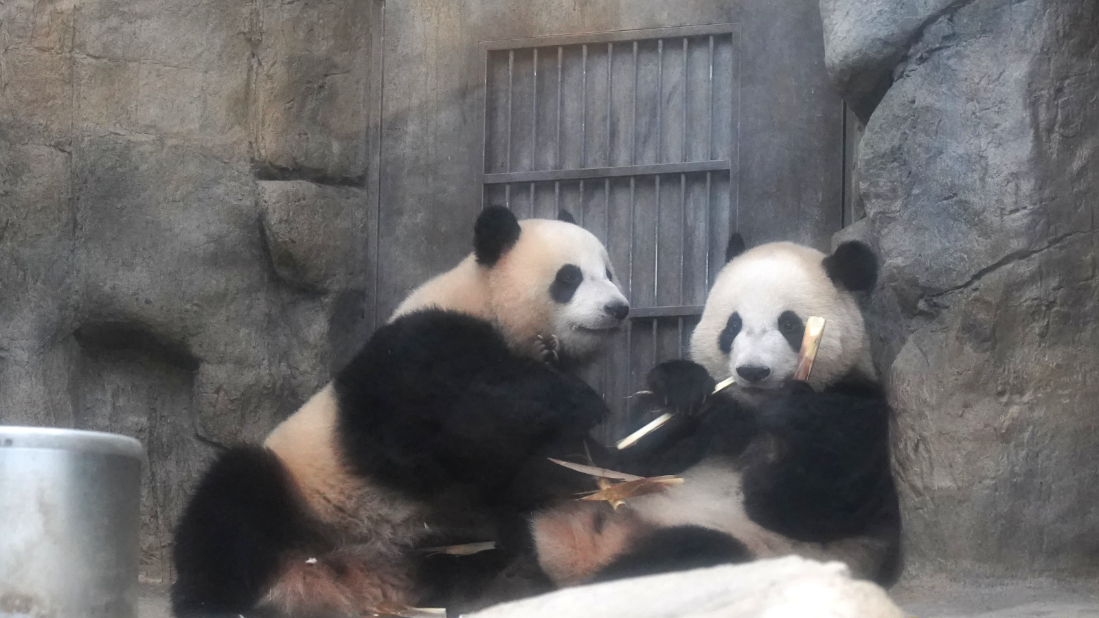 加加得得兩歲喇！　今年或是最後一年跟盈盈媽媽同場過生日