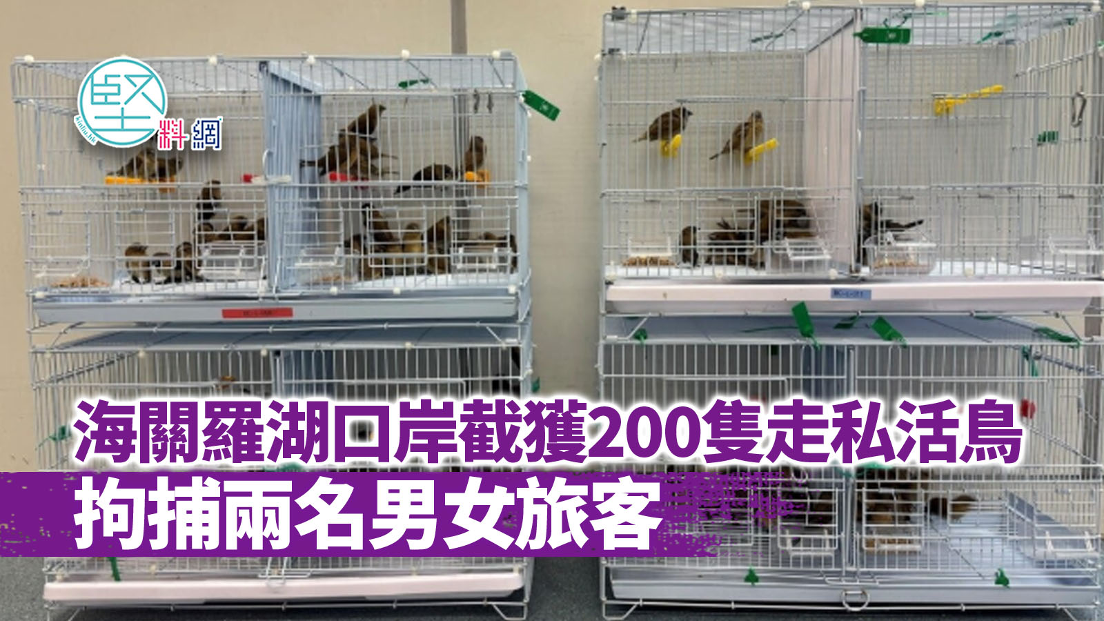 海關羅湖口岸截獲200隻走私活鳥　拘捕兩名男女旅客