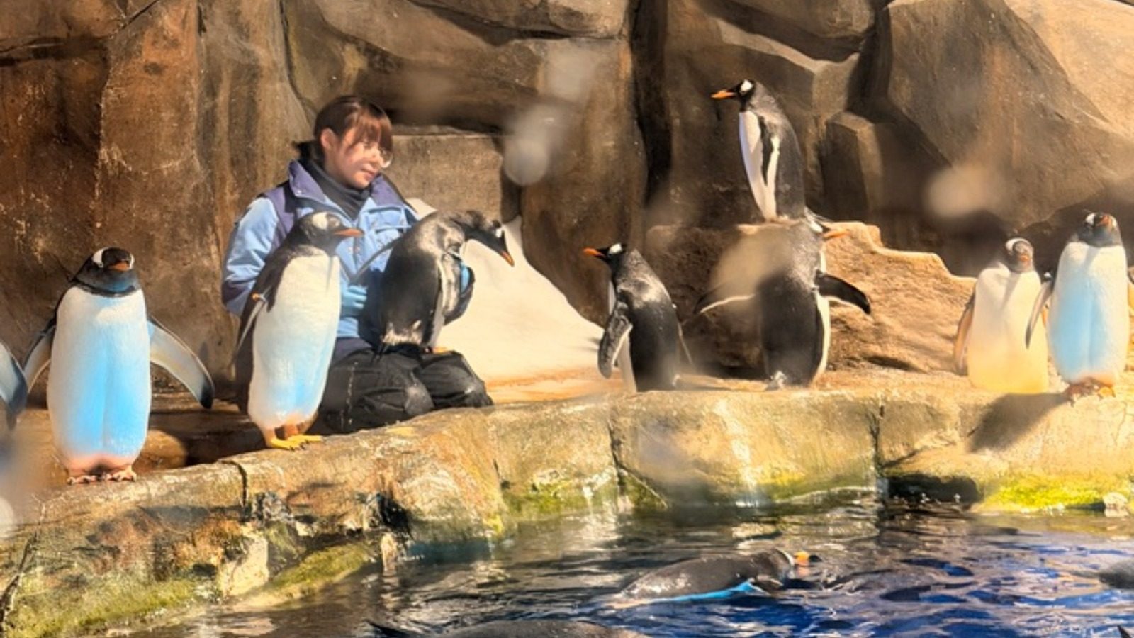 【堅有片】海洋公園飼養員「吸企鵝」畫面爆紅 網民：呢啲仲唔係愛？