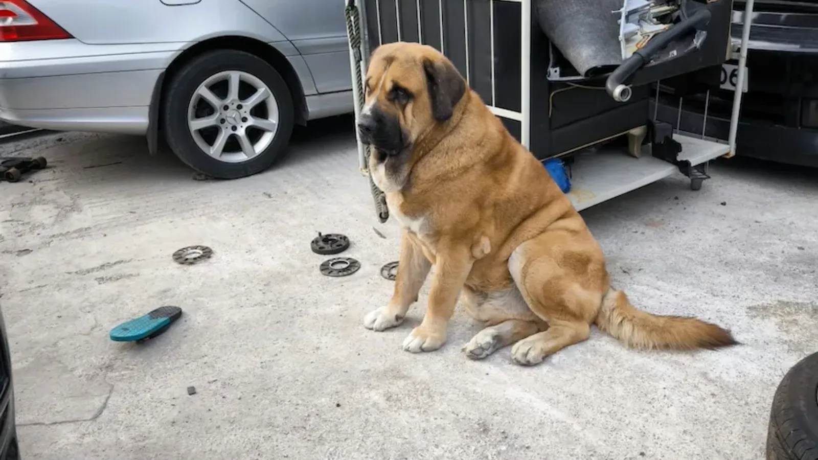 惡犬襲人襲狗頻釀悲劇　人寵共融須有完善配套