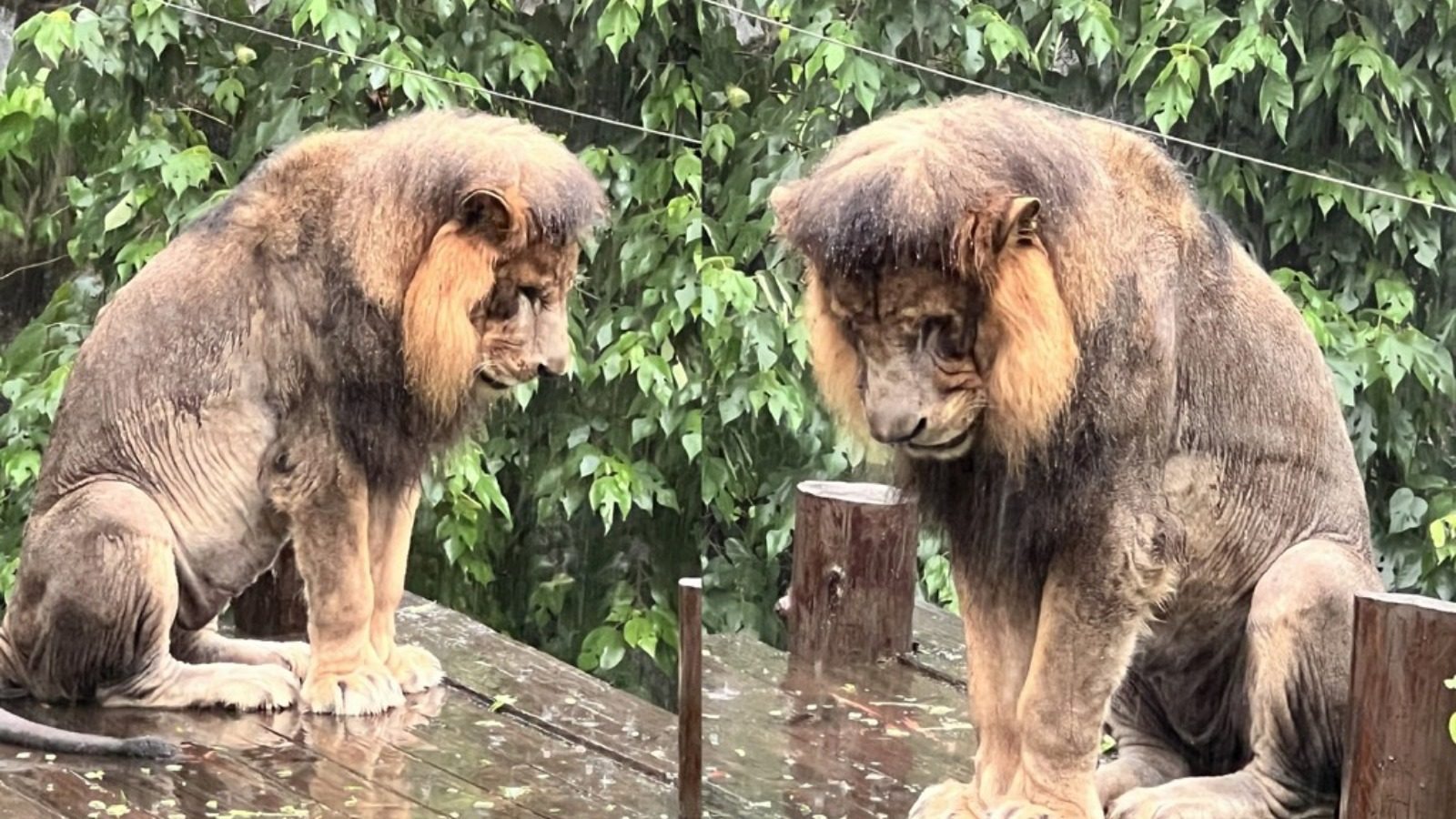 壽山動物園現「雨中憂鬱獅」　濕身站逾句鐘　園方：無失戀純粹愛淋雨