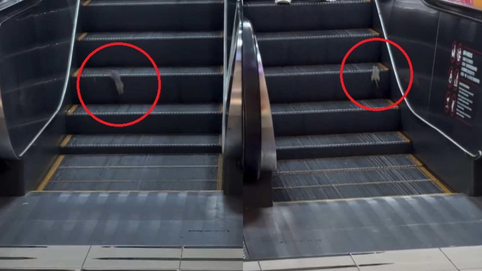 【堅有片】台北地下街驚見老鼠熟練搭扶手電梯