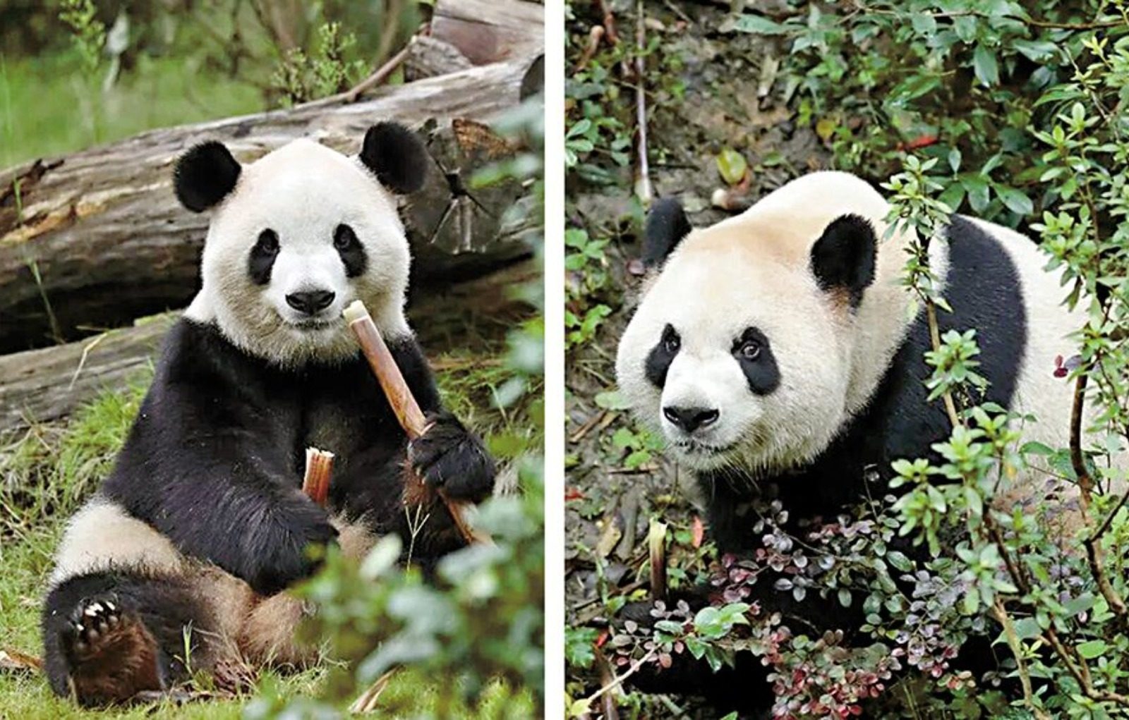 習近平：大熊貓「平平」與「福雙」幾天後將落戶亞特蘭大動物園
