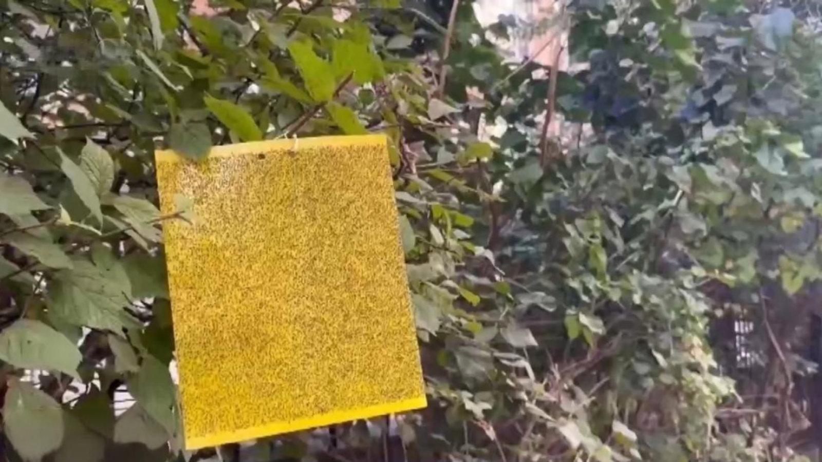 東北入秋湧現大量小黑蟲　頭髮衣服都占滿　專家拆解並非「小咬」