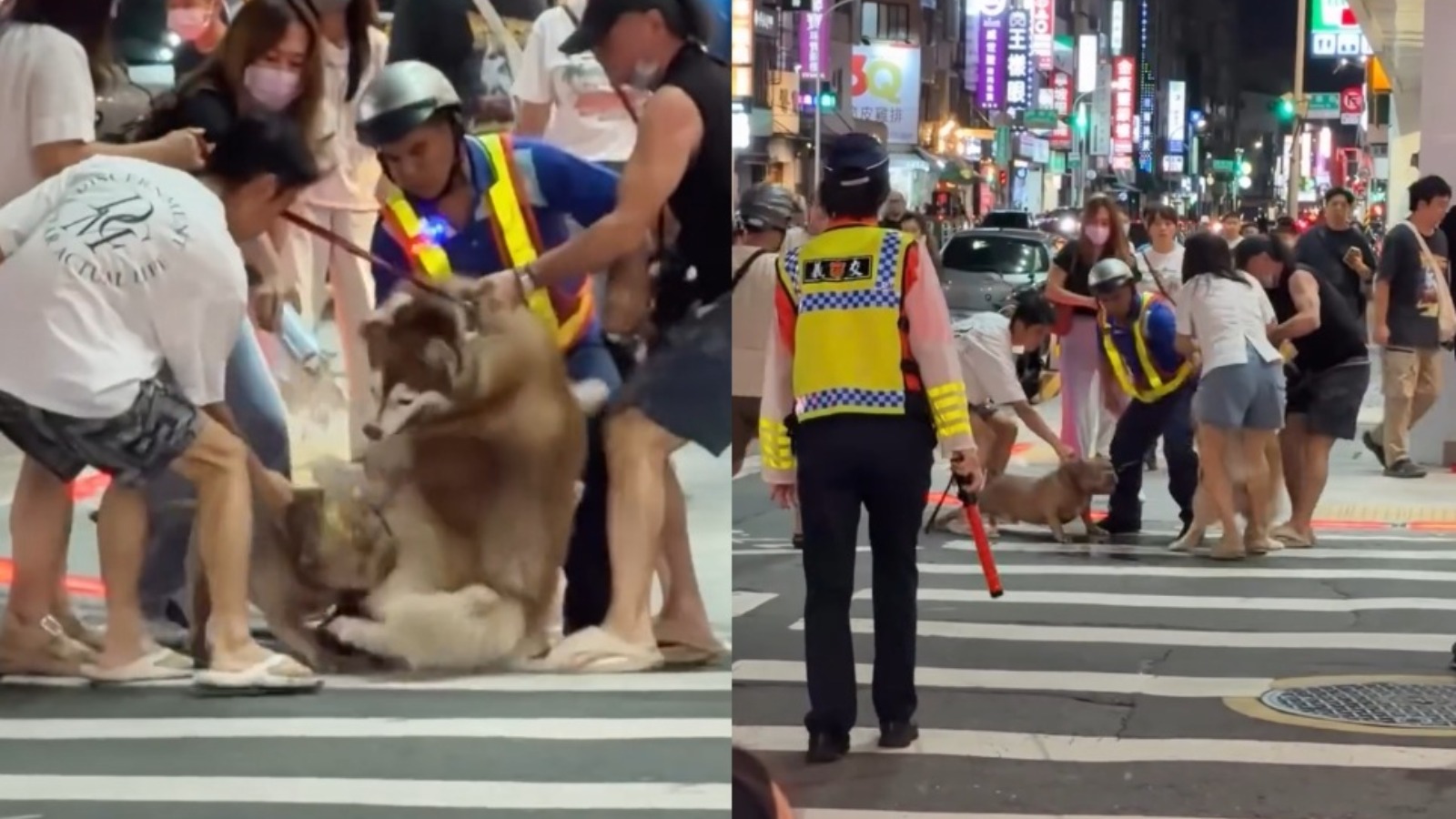 【堅有片】惡霸犬咬傷阿拉斯加雪橇犬　狗狗街頭衝突事件惹爭議