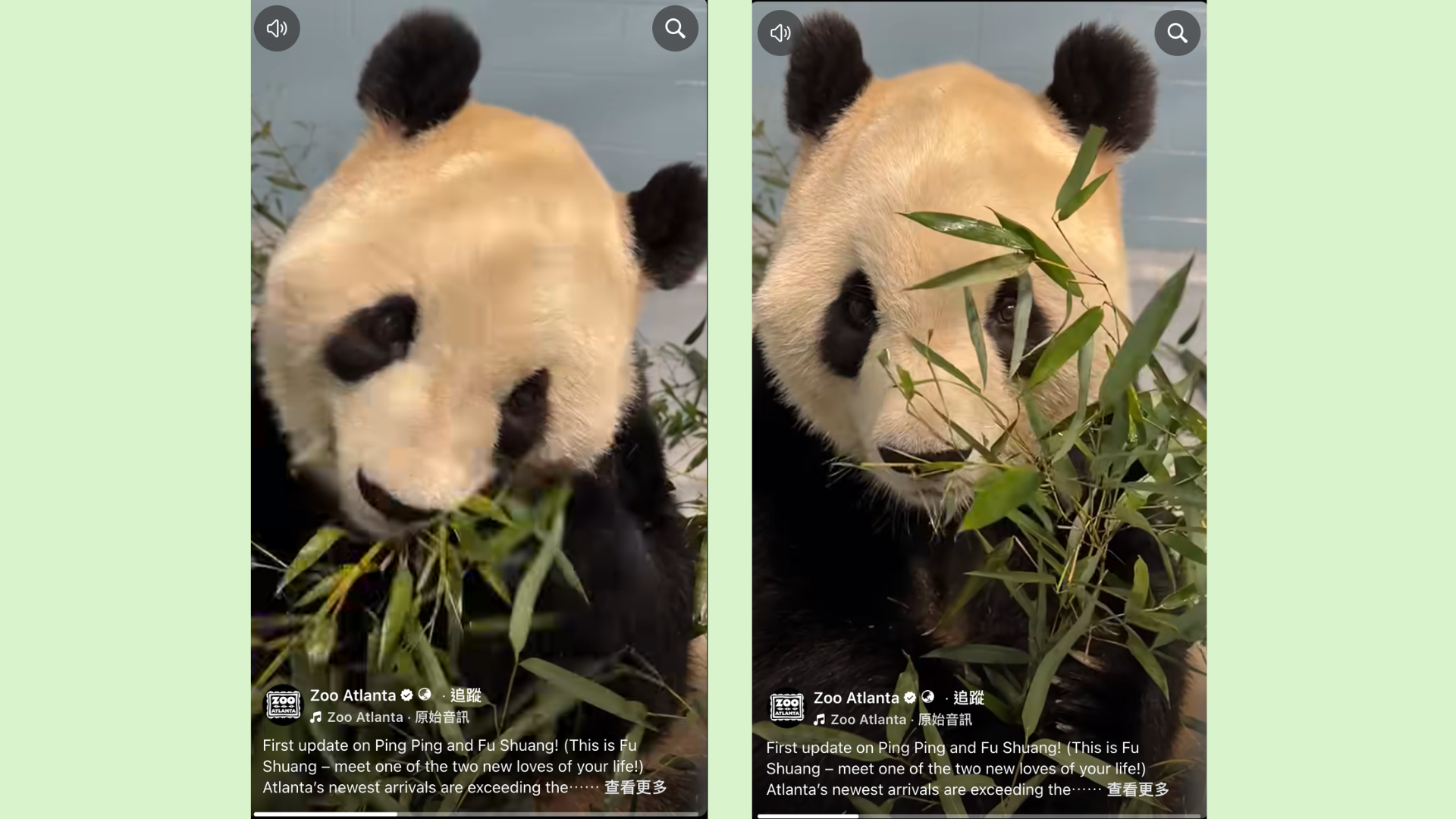 大熊貓平平、福雙抵達亞特蘭大　動物園發布福雙食竹片段