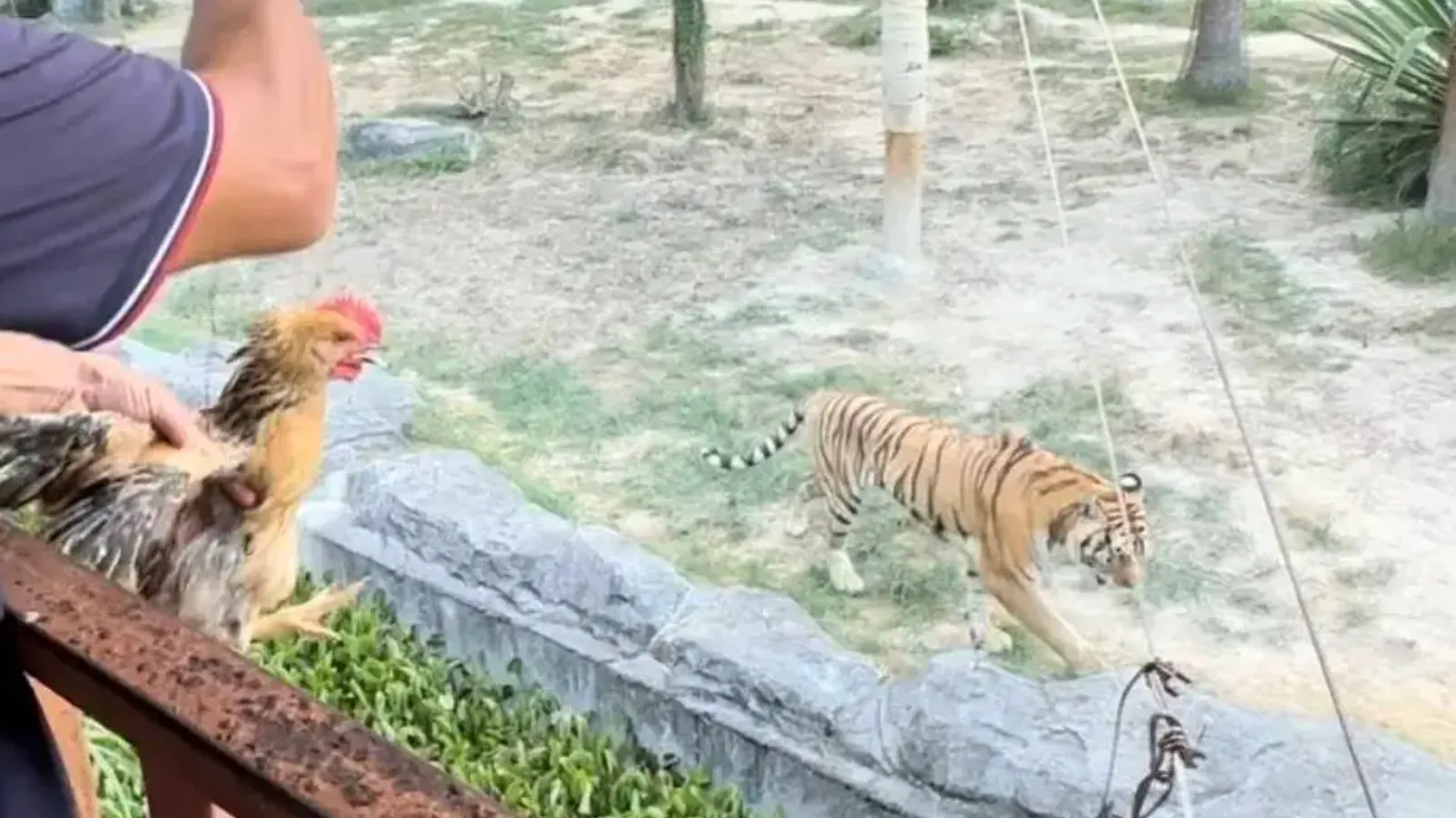 福建野生動物園活雞投餵老虎項目引爭議