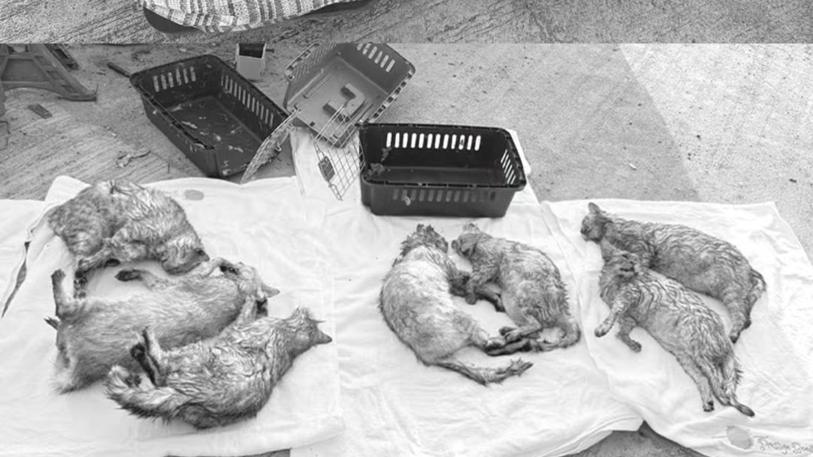 7隻名種貓遭遺棄街頭死亡　警列「殘酷對待動物」調查　籲目擊者提供線索