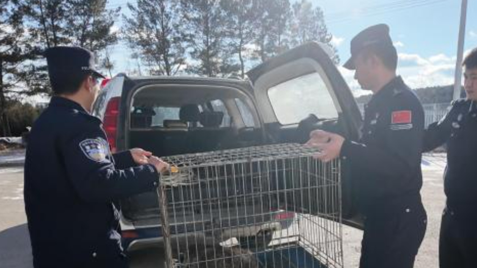 黑龍江呼瑪民警救助受傷國家二級保護動物貉