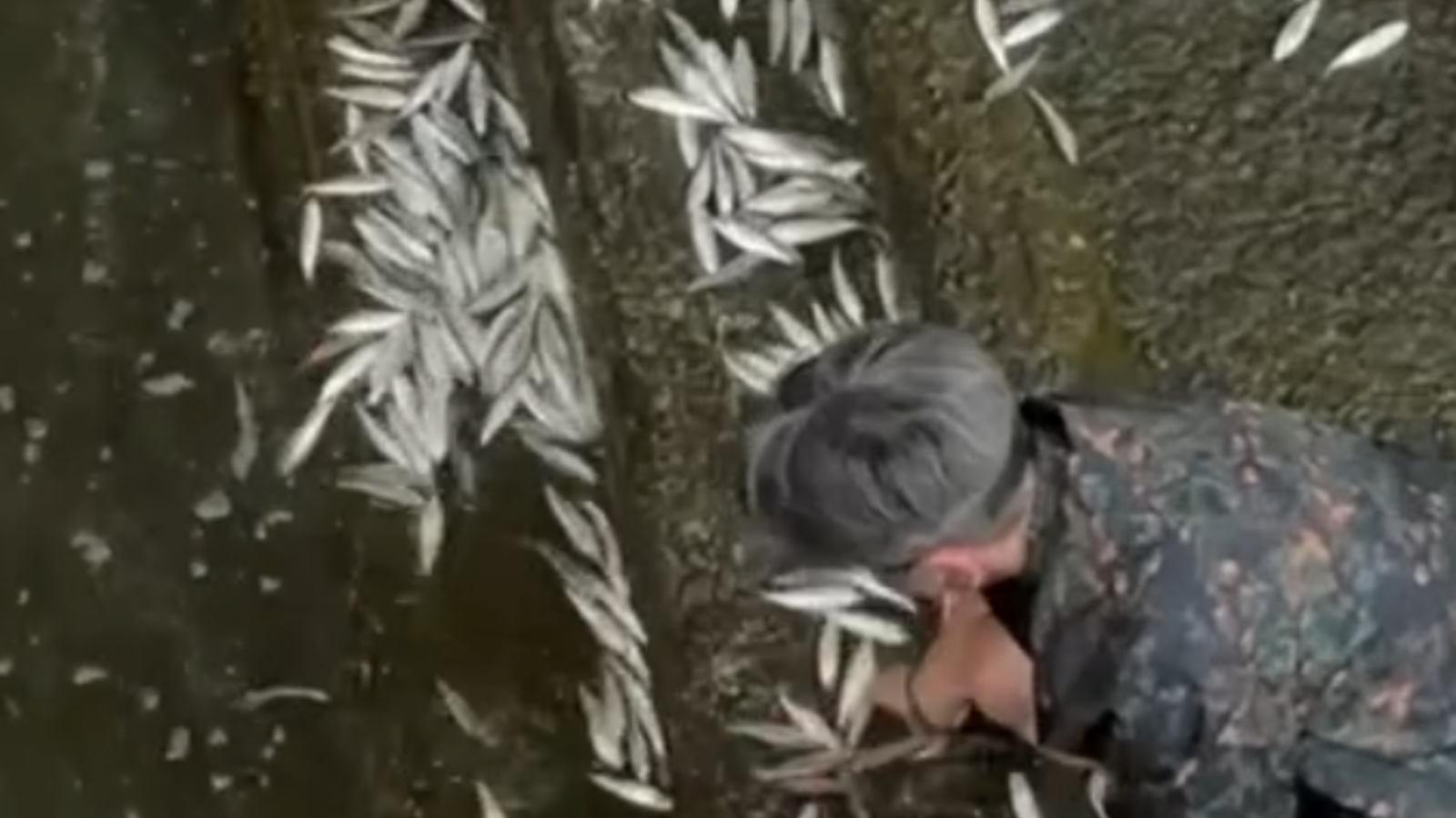 【堅有片】荃灣西碼頭「萬魚瘋狂撲岸」　熱心街坊徒手撥回海中網民讚爆